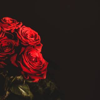 Dark red roses desktop wallpaper