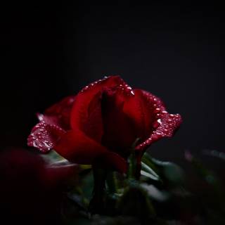 Dark red roses desktop wallpaper
