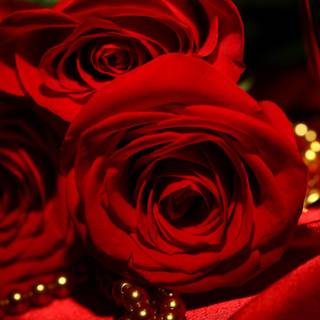 Dark red roses desktop wallpaper