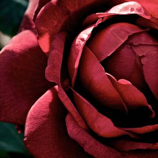 Dark red roses desktop wallpaper