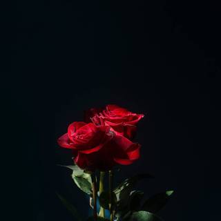 Dark red roses desktop wallpaper