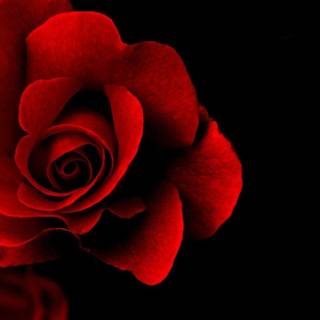 Dark red roses desktop wallpaper