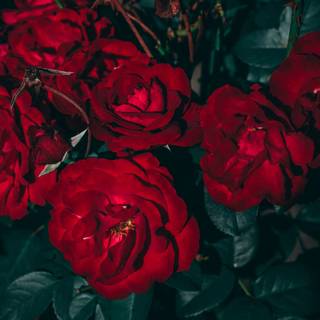 Dark red roses desktop wallpaper