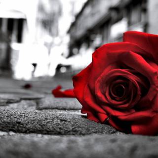 Dark red roses desktop wallpaper