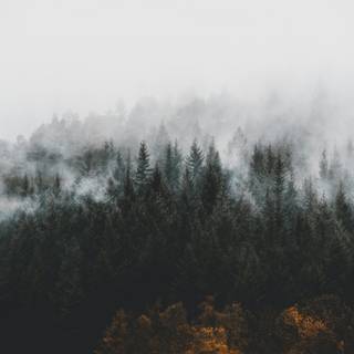 Black Forest Germany wallpaper