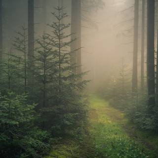 Black Forest Germany wallpaper