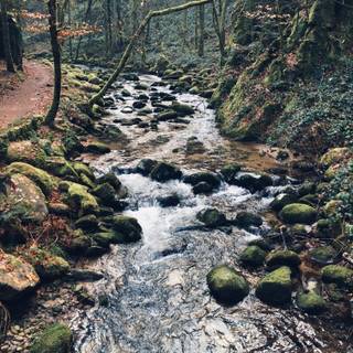 Black Forest Germany wallpaper