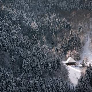 Black Forest Germany wallpaper