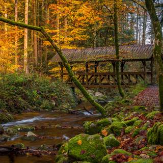 Black forest desktop wallpaper