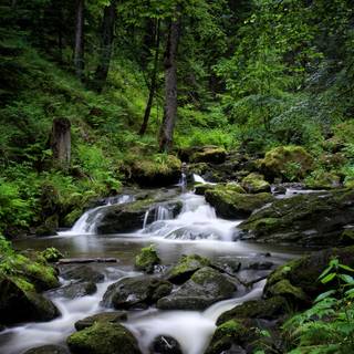 Black Forest Germany wallpaper