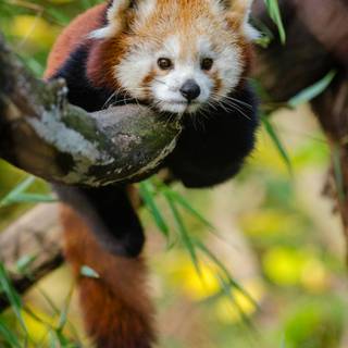 Red panda cute wallpaper
