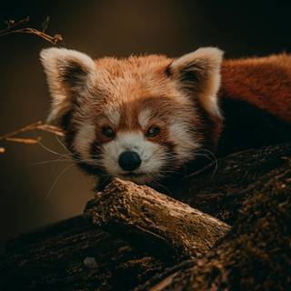 Red panda cute wallpaper
