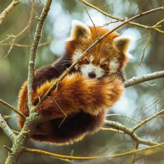 Red panda cute wallpaper