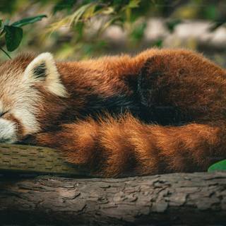 Red panda cute wallpaper