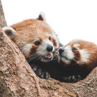 Red panda cute wallpaper