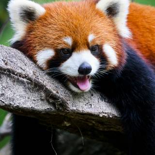 Red panda cute wallpaper