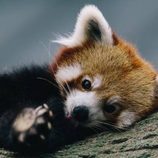 Red panda cute wallpaper