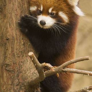 Red panda cute wallpaper