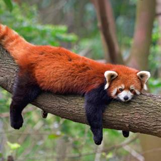 Red panda cute wallpaper