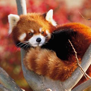 Red panda cute wallpaper