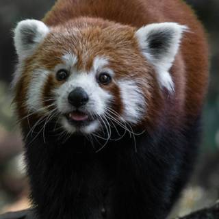Red panda cute wallpaper
