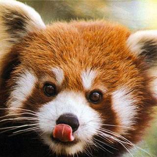 Red panda cute wallpaper