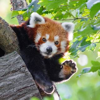 Red panda cute wallpaper
