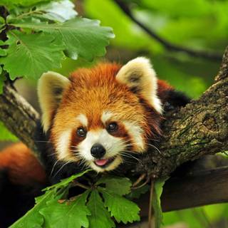 Red panda cute wallpaper