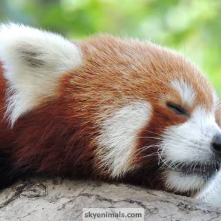 Red panda cute wallpaper
