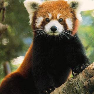 Red panda cute wallpaper