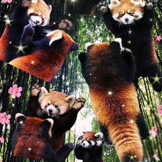 Red panda cute wallpaper