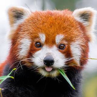 Red panda cute wallpaper