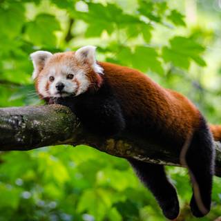 Red panda cute wallpaper