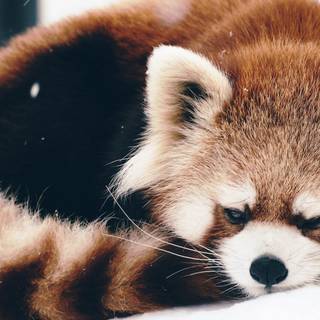 Red panda cute wallpaper
