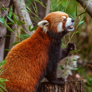 Red panda cute wallpaper