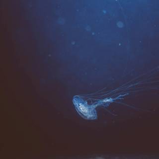 iPhone deep ocean wallpaper