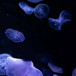 iPhone deep ocean wallpaper