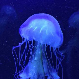iPhone deep ocean wallpaper