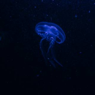 iPhone deep ocean wallpaper