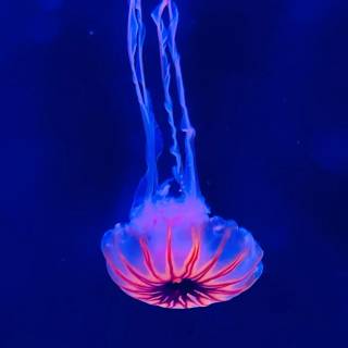 iPhone deep ocean wallpaper