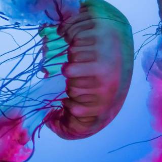 iPhone deep ocean wallpaper