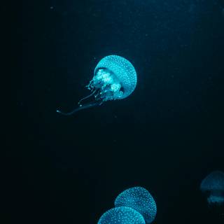 iPhone deep ocean wallpaper