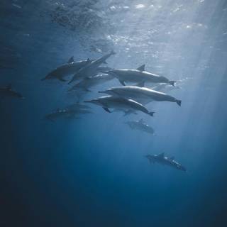 iPhone deep ocean wallpaper