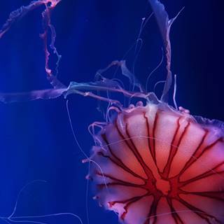 iPhone deep ocean wallpaper