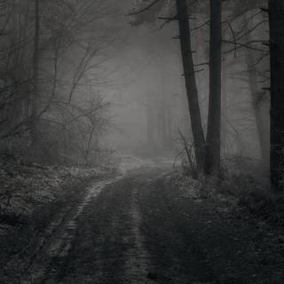 Foggy winter forest dark wallpaper