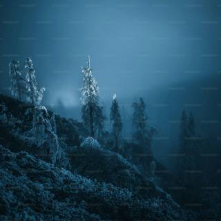 Foggy winter forest dark wallpaper