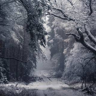 Foggy winter forest dark wallpaper