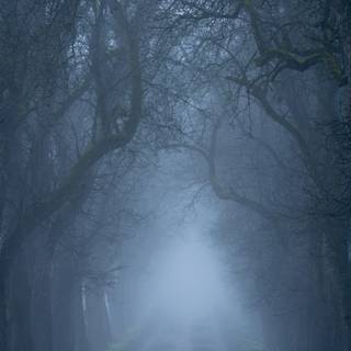 Foggy winter forest dark wallpaper
