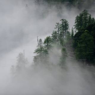 Foggy winter forest dark wallpaper