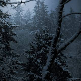 Foggy winter forest dark wallpaper